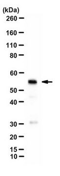 Anti-Beta Lactamase from rabbit, purified by affinity chromatography