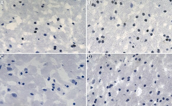 抗Olig2抗体 クローン1K2 ZooMAb&#174;ウサギ・モノクローナル recombinant, expressed in HEK 293 cells