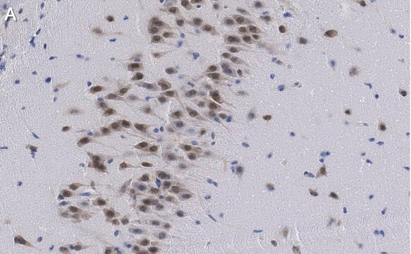 抗NeuN抗体クローンA60 ZooMAb&#174;マウス・モノクローナル recombinant, expressed in HEK 293 cells