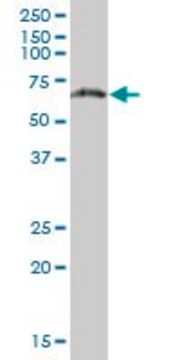 Anti-PGM3 antibody produced in mouse purified immunoglobulin, buffered aqueous solution