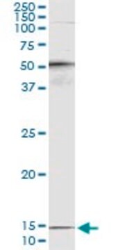 Monoclonal Anti-PTH antibody produced in mouse clone 4A2, purified immunoglobulin, buffered aqueous solution