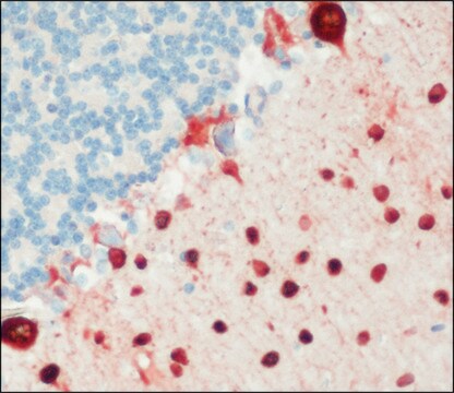 Anti-Parvalbumin antibody, Mouse monoclonal clone PARV-19, purified from hybridoma cell culture