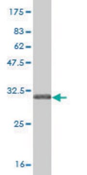 Monoclonal Anti-SLC5A2 antibody produced in mouse clone 3G8, purified immunoglobulin, buffered aqueous solution