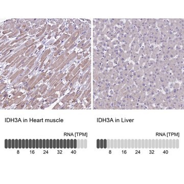 Anti-IDH3A antibody produced in rabbit affinity isolated antibody, buffered aqueous glycerol solution