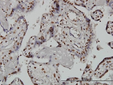 Monoclonal Anti-ARID1B antibody produced in mouse clone 2F2, purified immunoglobulin, buffered aqueous solution