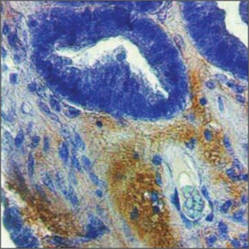 抗-MMP2 IgG fraction of antiserum