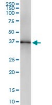 Monoclonal Anti-LFNG antibody produced in mouse clone 1B6, purified immunoglobulin, buffered aqueous solution