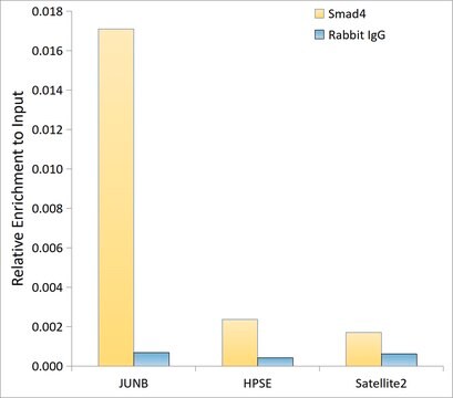 [KO Validated]Anti-Smad4 Antibody, clone 1H7D3, Rabbit Monoclonal