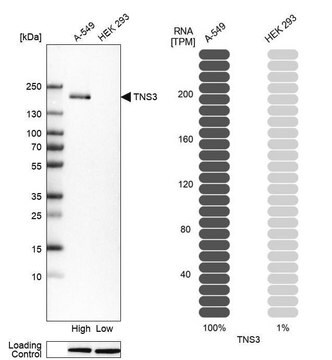 Anti-TNS3 antibody produced in rabbit Prestige Antibodies&#174; Powered by Atlas Antibodies, affinity isolated antibody, buffered aqueous glycerol solution