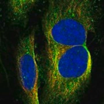 Anti-GRAMD1B antibody produced in rabbit Prestige Antibodies&#174; Powered by Atlas Antibodies, affinity isolated antibody, buffered aqueous glycerol solution