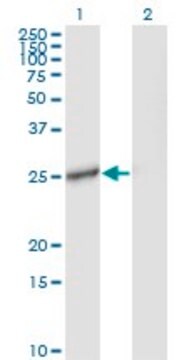 Monoclonal Anti-IL27 antibody produced in mouse clone 3F12, purified immunoglobulin, buffered aqueous solution