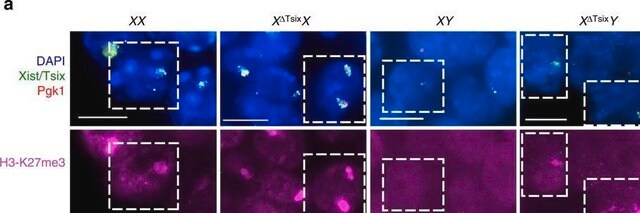 Anti-trimethyl Histone H3 (Lys27) Antibody from rabbit, purified by affinity chromatography