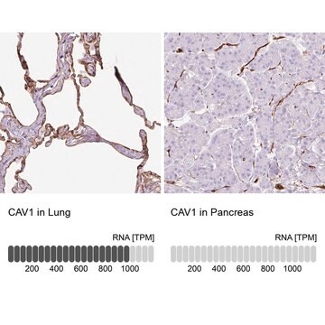 抗CAV1 ウサギ宿主抗体 Prestige Antibodies&#174; Powered by Atlas Antibodies, affinity isolated antibody, buffered aqueous glycerol solution