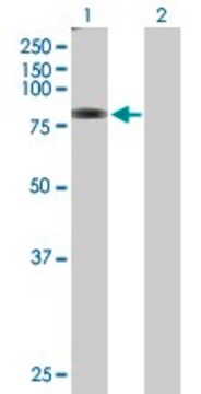 Anti-TMTC1 antibody produced in mouse purified immunoglobulin, buffered aqueous solution