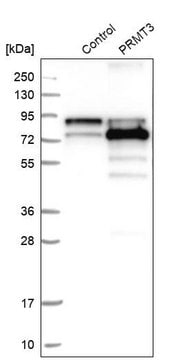 Anti-PRMT3 antibody produced in rabbit Prestige Antibodies&#174; Powered by Atlas Antibodies, affinity isolated antibody, buffered aqueous glycerol solution