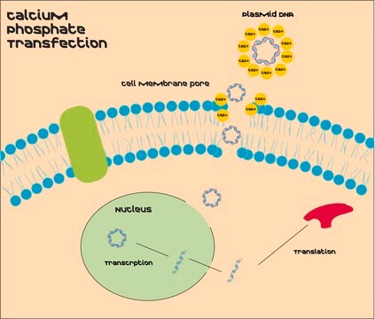 Calciumphosphat-Transfektionskit Most cost effective transfection reagent kit for transient and stable transfection of DNA into mammalian cells