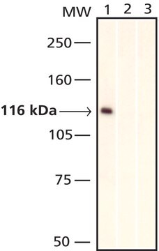 モノクローナル抗c-Myc-抗体-ビオチン標識 マウス宿主抗体 clone 9E10, purified from hybridoma cell culture