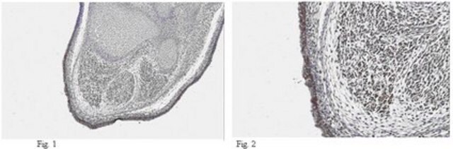 Anti-DLK1-Antikörper from rabbit, purified by affinity chromatography