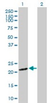 Anti-SNX12 antibody produced in rabbit purified immunoglobulin, buffered aqueous solution