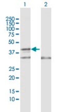 抗COX10抗体 ウサギ宿主抗体 purified immunoglobulin, buffered aqueous solution