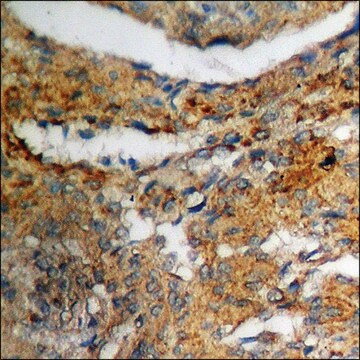 Anti-phospho-MDM2 (pSer166) antibody produced in rabbit affinity isolated antibody