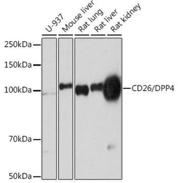 Anti-CD26/DPP4 Antibody, clone 1T4Y2, Rabbit Monoclonal