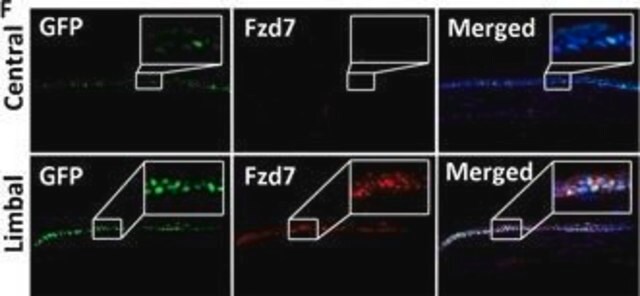 Przeciwciało anty-Frizzled-7 from rabbit, purified by affinity chromatography