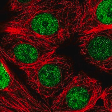 Anti-NCBP2 antibody produced in rabbit Prestige Antibodies&#174; Powered by Atlas Antibodies, affinity isolated antibody