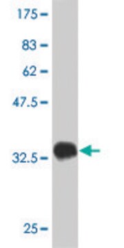 Monoclonal Anti-SLC1A2 antibody produced in mouse clone 4G8, purified immunoglobulin, buffered aqueous solution