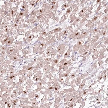 Anti-RBM20 antibody produced in rabbit Prestige Antibodies&#174; Powered by Atlas Antibodies, affinity isolated antibody, buffered aqueous glycerol solution