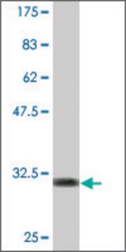 Monoclonal Anti-APOC2, (C-terminal) antibody produced in mouse clone 3E4, purified immunoglobulin, buffered aqueous solution