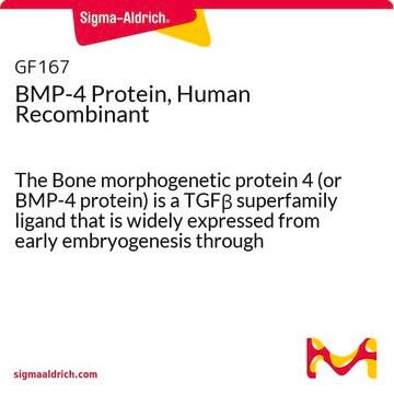 Proteína BMP-4 recombinante humana The Bone morphogenetic protein 4 (or BMP-4 protein) is a TGF&#946; superfamily ligand that is widely expressed from early embryogenesis through adulthood.