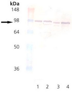 Anti-Calnexin-Antikörper vom Kaninchen mit C-Terminus (575–593) pAb liquid, Calbiochem&#174;