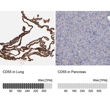 抗CD55 ウサギ宿主抗体 affinity isolated antibody, buffered aqueous glycerol solution