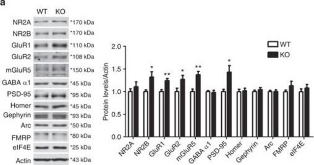 Anticorps anti-récepteur &#945;1 GABAA Upstate&#174;, from rabbit