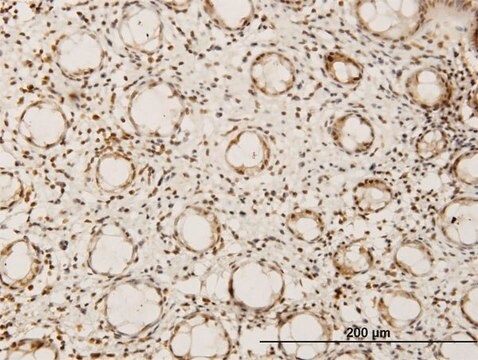 Monoclonal Anti-HEYL antibody produced in mouse clone 1F6, purified immunoglobulin, buffered aqueous solution