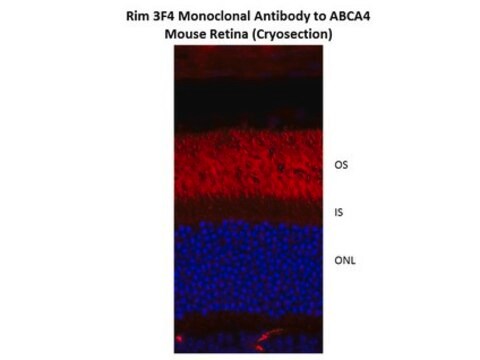 Przeciwciało anty-ABCA4, klon 3F4 clone 3F4, from mouse