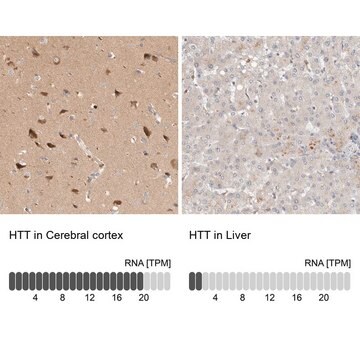 抗HTT ウサギ宿主抗体 Prestige Antibodies&#174; Powered by Atlas Antibodies, affinity isolated antibody, buffered aqueous glycerol solution