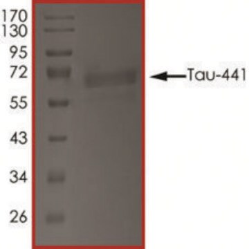 TAU-441, TTBK1-fosforylowany recombinant