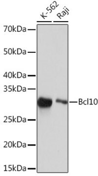 Anti-Bcl10 Antibody, clone 8H7A5, Rabbit Monoclonal