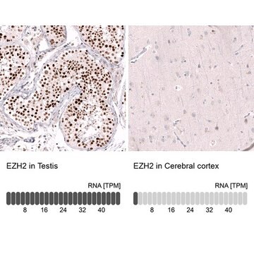 Monoklonalny anty-EZH2 Prestige Antibodies&#174; Powered by Atlas Antibodies, clone CL11915, purified immunoglobulin, buffered aqueous glycerol solution