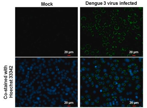 Monoklonalnebiałko otoczki przeciwwirusowi dengi clone GT214, affinity isolated antibody