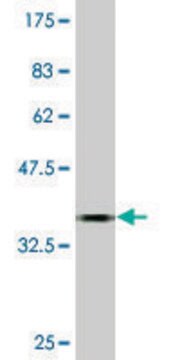 Monoclonal Anti-CAND1 antibody produced in mouse clone 5F2, purified immunoglobulin, buffered aqueous solution