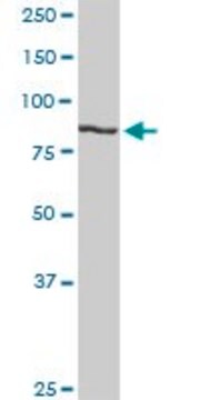 Anti-H6PD antibody produced in rabbit purified immunoglobulin, buffered aqueous solution