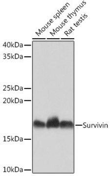 Anti-Survivin Antibody, clone 8Y2L9, Rabbit Monoclonal