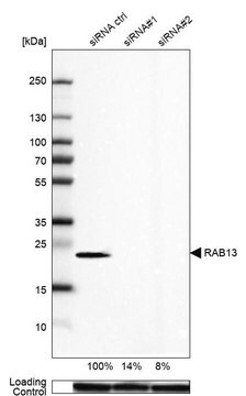 Anti-RAB13 antibody produced in rabbit Prestige Antibodies&#174; Powered by Atlas Antibodies, affinity isolated antibody, buffered aqueous glycerol solution