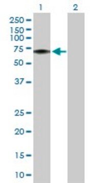 Anti-FLVCR1 antibody produced in rabbit purified immunoglobulin, buffered aqueous solution