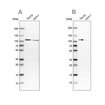 抗OSBP ウサギ宿主抗体 Prestige Antibodies&#174; Powered by Atlas Antibodies, affinity isolated antibody, buffered aqueous glycerol solution