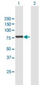 Anti-GFPT2 antibody produced in mouse purified immunoglobulin, buffered aqueous solution