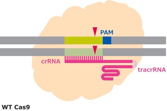 Cas9タンパク質 from&nbsp;Streptococcus pyogenes, recombinant, expressed in&nbsp;E. coli, 1X NLS